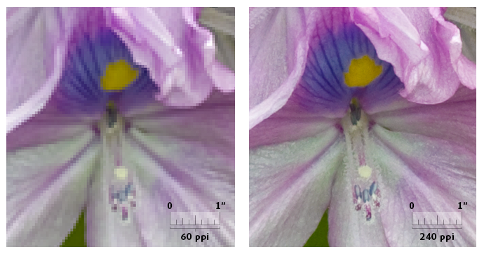 The same purple flower photo shown twice: at 72 dpi it looks soft, at 300 dpi it is crisp.