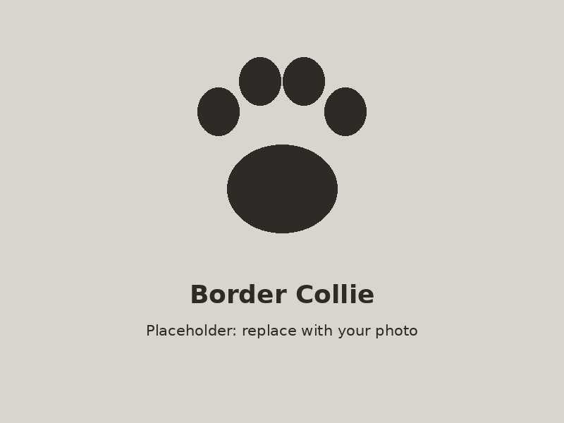 A black and white Border Collie leaping to catch a frisbee
