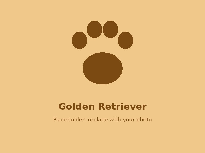 A Golden Retriever sitting on a lawn, smiling with its tongue out