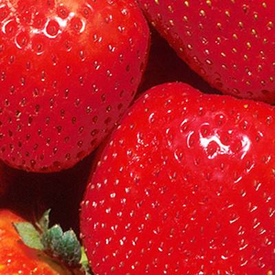 Ripe red strawberries with green caps (detail, lower right)